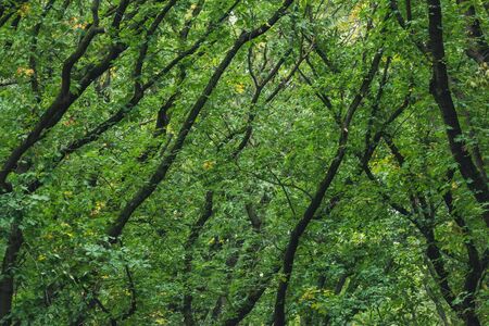 Branches between green leaves in lush deciduous forest.の写真素材