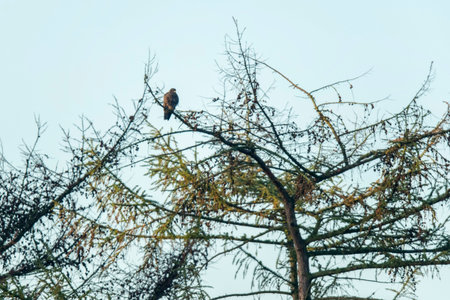 Bird of prey perched on top of pine.