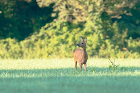 Roe deer in sunny meadow hears a sound.の写真素材