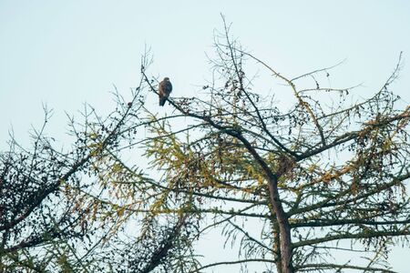 Bird of prey perched on top of pine.の写真素材