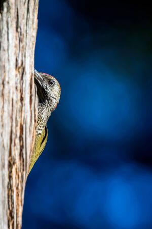 Great spotted woodpecker peeking from behind tree trunk.の写真素材