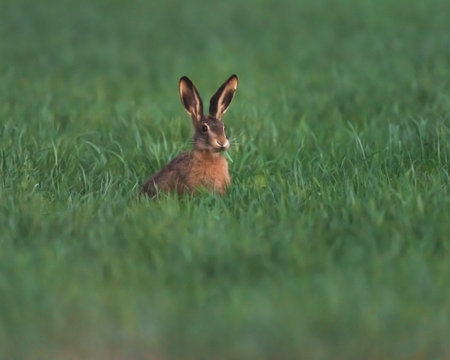 Hare in meadow during springtime.