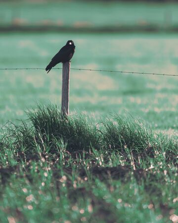 Crow sits on wooden pole of barbed wire fence.の写真素材