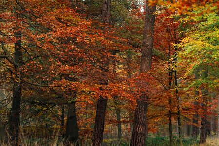 Yellow, orange and red foliage in fall forest.の写真素材