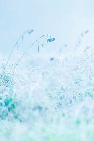 Dead sunflowers in misty meadow during autumn.の写真素材