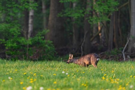 Foraging roebuck in the spring meadow with dandelions.の写真素材