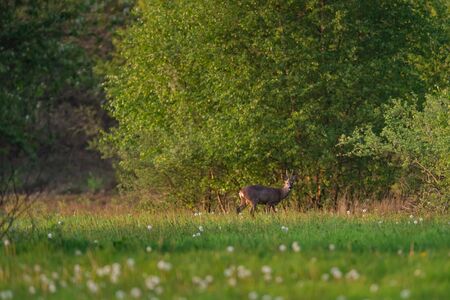 Roebuck in meadow near bushes during early spring.の写真素材