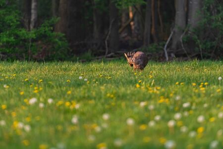 Foraging roebuck in the spring meadow with dandelions.の写真素材