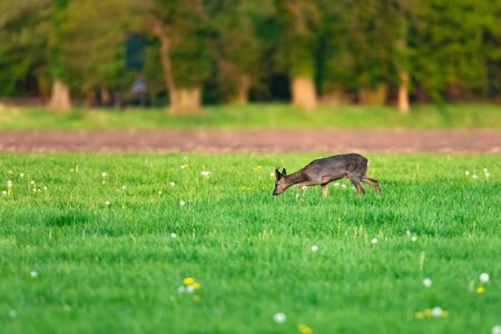 Foraging roebuck in meadow on sunny day in springtime.の写真素材