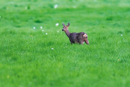 Roe deer in meadow eating dandelion. Side view.の写真素材