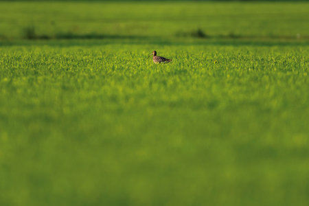 Curlew in meadow on sunny day in spring.