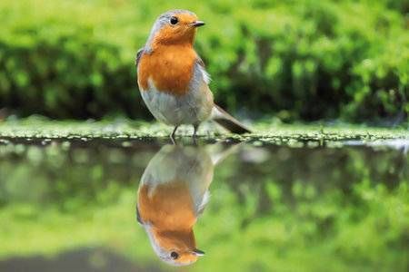 Robin redbreast stands in forest pond.