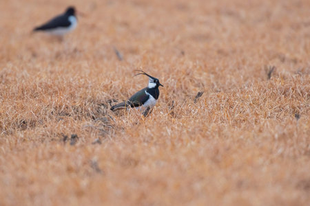 Lapwing between tall yellow grass.