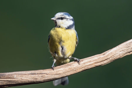 Blue tit on branch in sunny summer forest.の写真素材