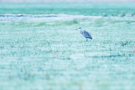 Grey heron in frozen meadow early in the morning.の写真素材