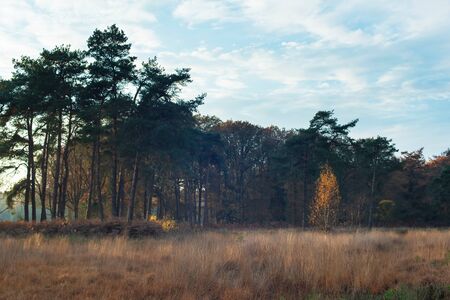 Pine and birch trees in grassy field on sunny autumn day.の写真素材