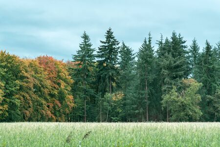 Agricultural field on the edge of an autumn forest with different tree species.の写真素材