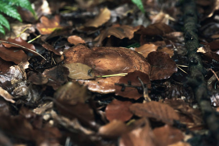Brown wet mushroom between fallen leaves on forest ground.の写真素材