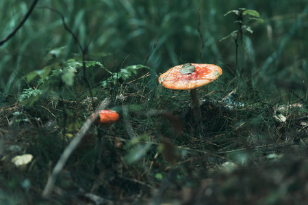 Wet orange mushroom on forest ground during rain.