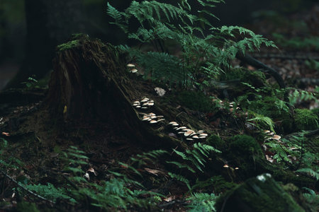 White mushroom on dead tree trunk in forest.