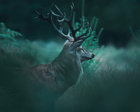 Red deer stag between ferns and fir trees.の写真素材