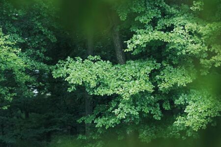 Wet green lush foliage in forest after rain.の写真素材