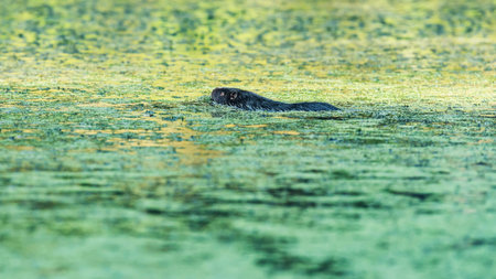 Otter swimming in water covered with duckweed.の写真素材