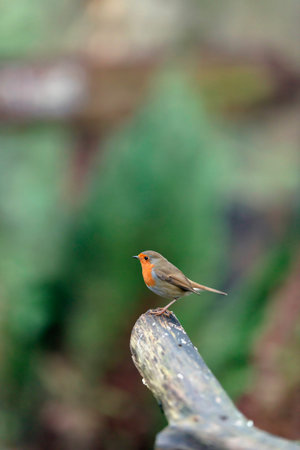 Robin redbreast on branch in forest. Side view.