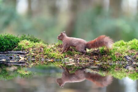 Red squirrel walking on mossy edge of pond in forest.の写真素材