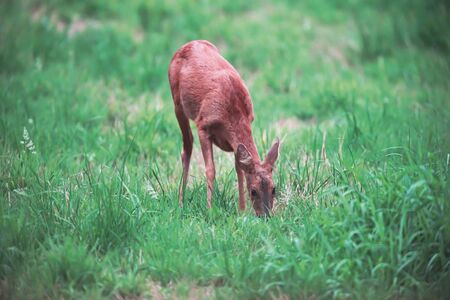 Roe deer with head down grazing in meadow.の写真素材