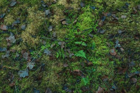 Forest ground overgrown by moss and some ferns and fallen brown leaves.の写真素材