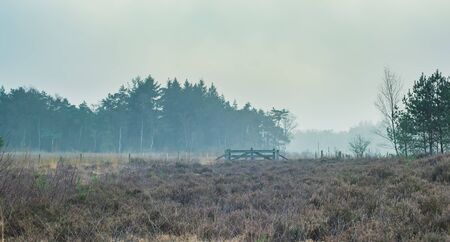 Misty heathland in winter under grey cloudy sky.の写真素材