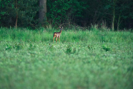 Young female roe deer grazing in fresh meadow at forest edge.