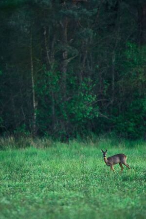 Young female roe deer grazing in fresh meadow at forest edge.の写真素材