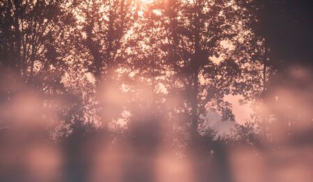 Sunrays through trees during foggy sunrise.の写真素材
