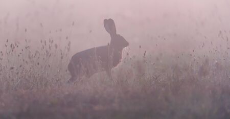 Hare in wild meadow on misty morning.の写真素材
