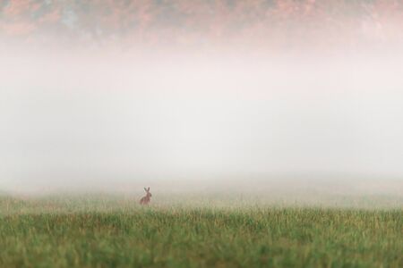 One hare sitting in misty meadow at sunrise.の写真素材