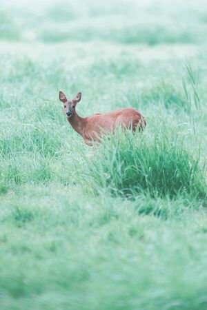 Female roe deer in meadow on foggy morning.の写真素材