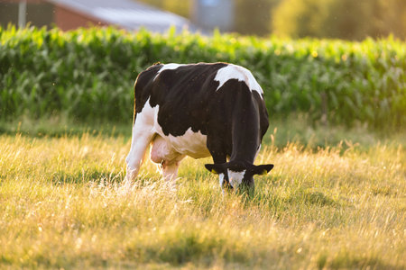 Black and white cow grazing in sunny meadow near corn field.