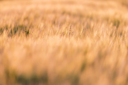 Detail of wheat field in evening sunlight.