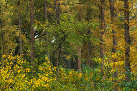 Woodland with yellow colored foliage during early fall.の写真素材