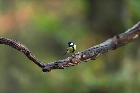 Great tit on a branch in autumn woods.の写真素材
