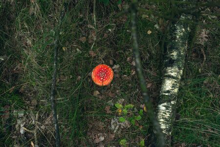 Red and white dotted mushroom on grassy forest ground. Top view.の写真素材