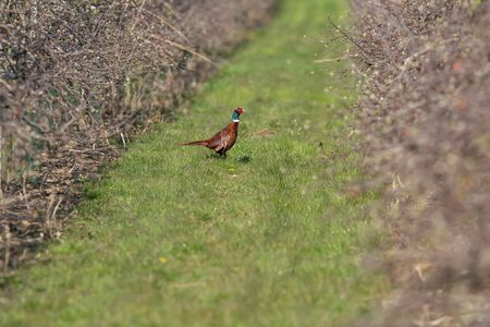 Male pheasant on grassy path in orchard.の写真素材