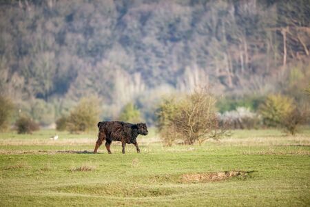 Young black cow in the countryside.の写真素材