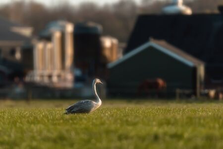 Young mute swan in farmland in backlight of morning sun.の写真素材