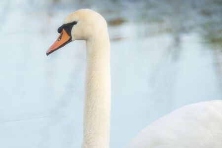 Close-up portrait of mute swan in water.の写真素材