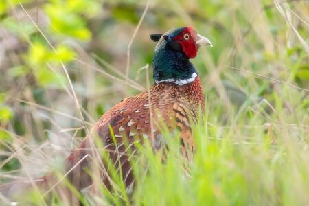 Close-up of male pheasant between fresh grass during spring.の写真素材