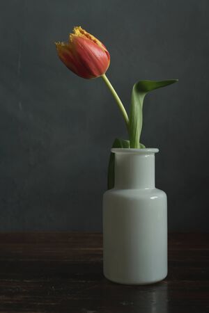 Red yellow flame tulip in white glass vase on wooden table.の写真素材