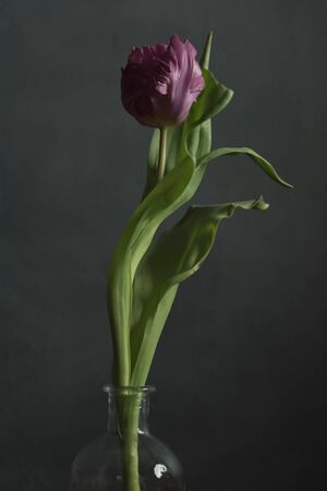 Purple tulip in glass vase in front of grey wall.の写真素材
